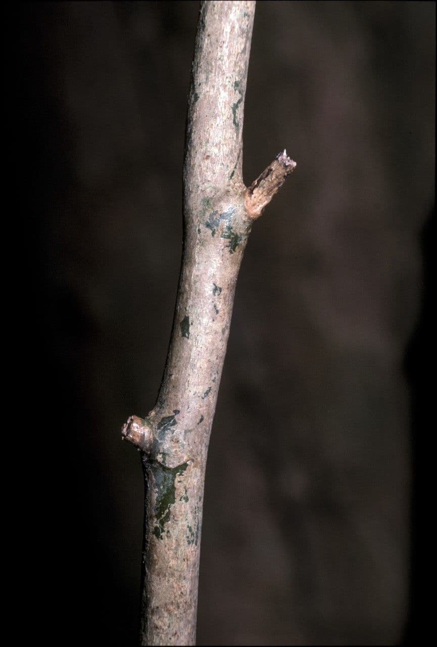 Gomphandra 3