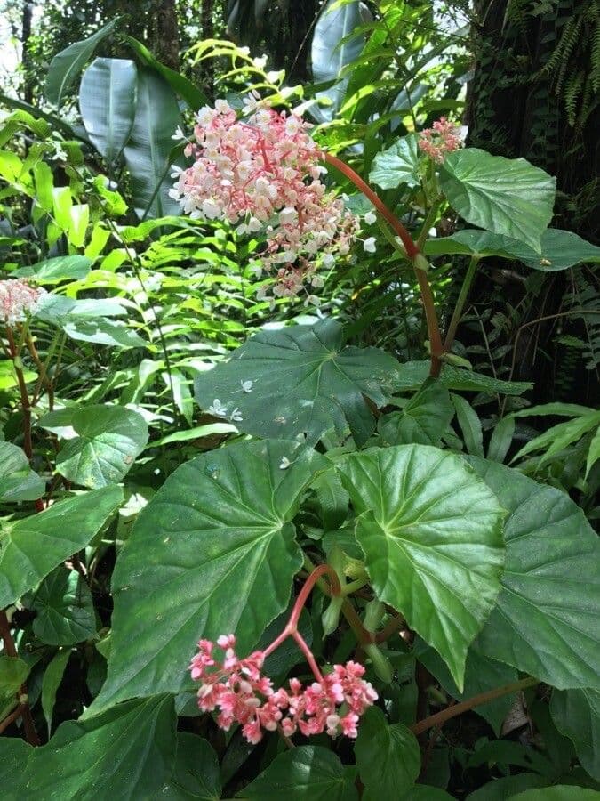 Begonia 11