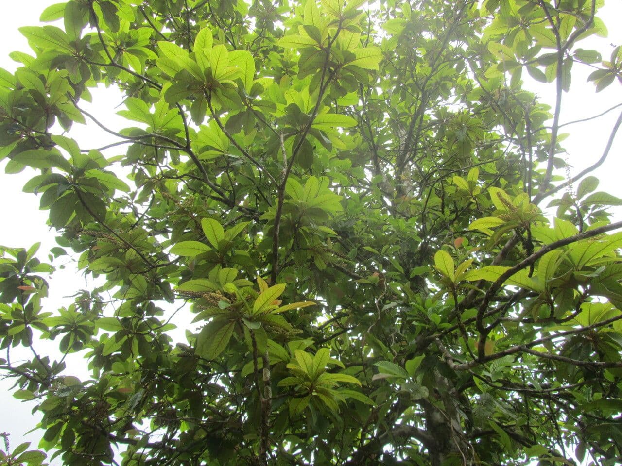 Clethra 5