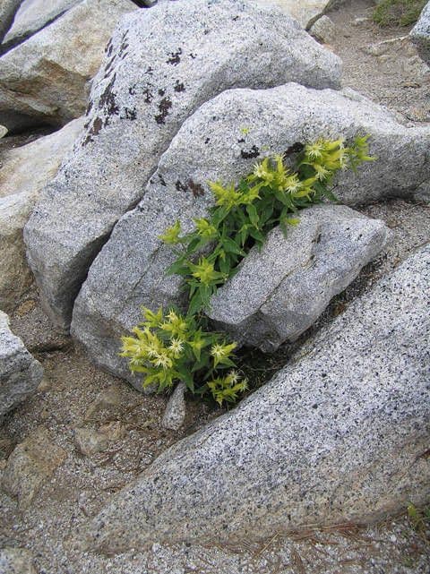 Silene di Parish 2