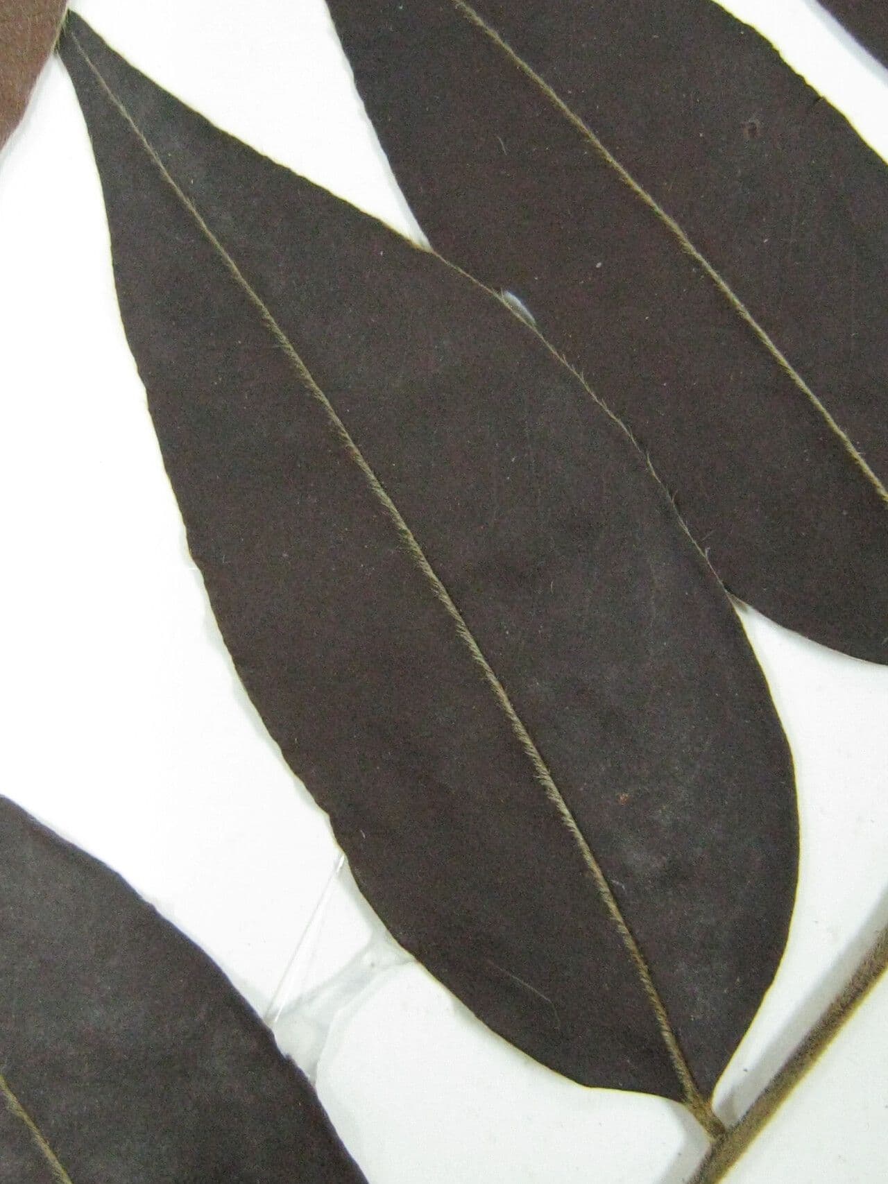 Diospiro sericeo 5