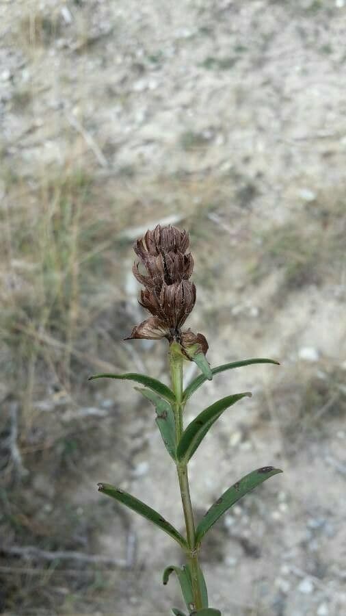 Prunella 5
