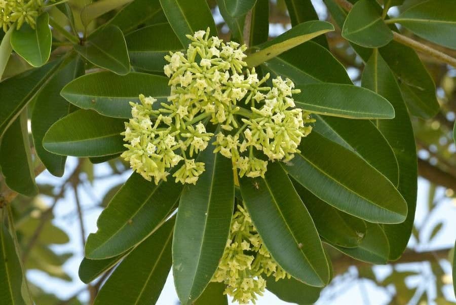 Alstonia 8