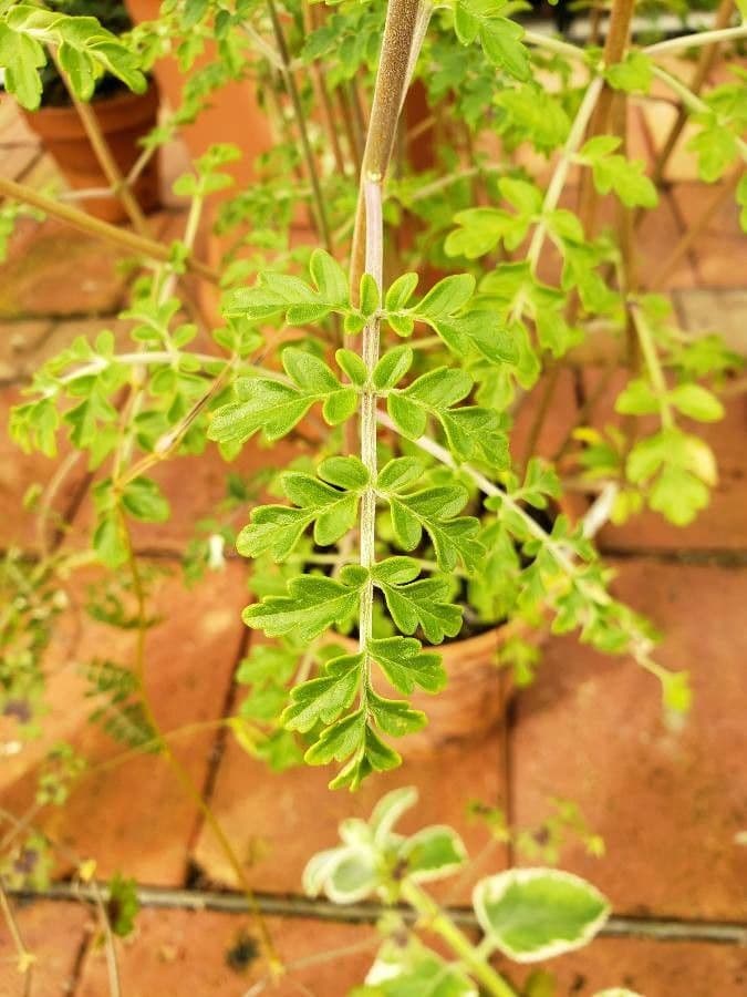 Plectranthus 2