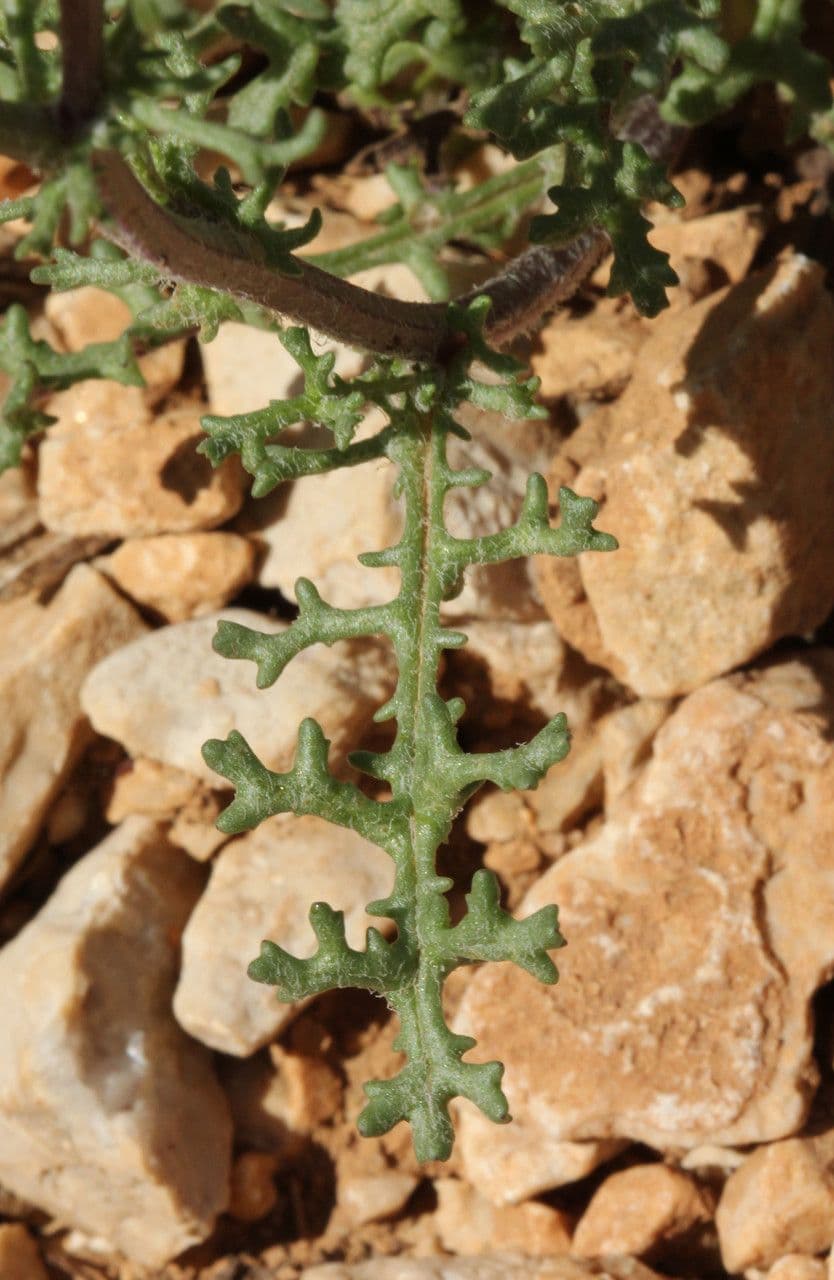 Senecio 14