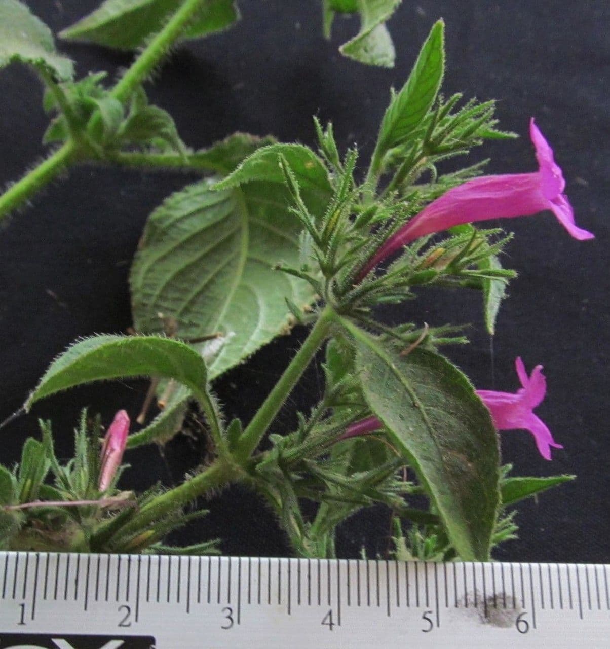 Ruellia 15