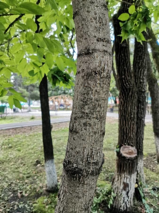 Fraxinus della Manciuria 3