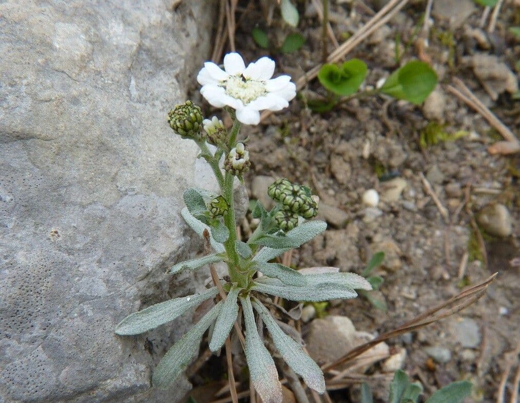 Achillea 6