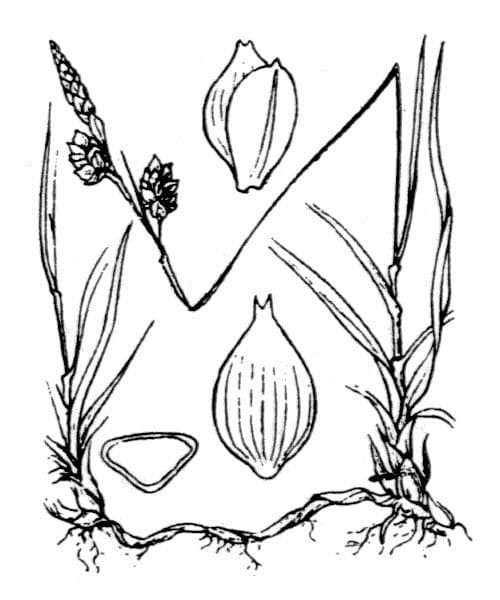 Carex liparocarpos 21