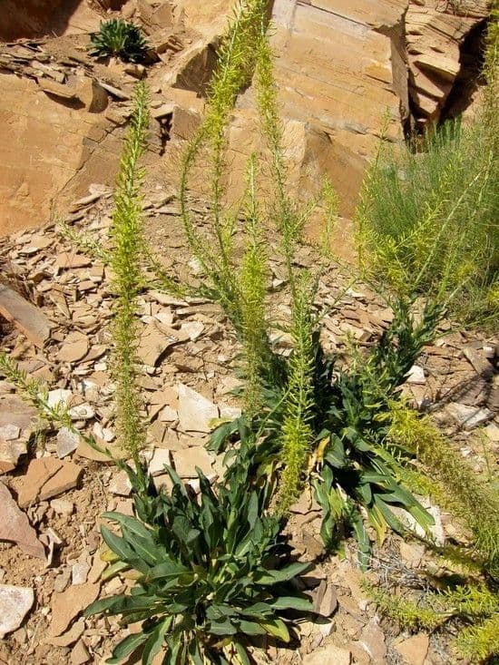 Desert plume 2