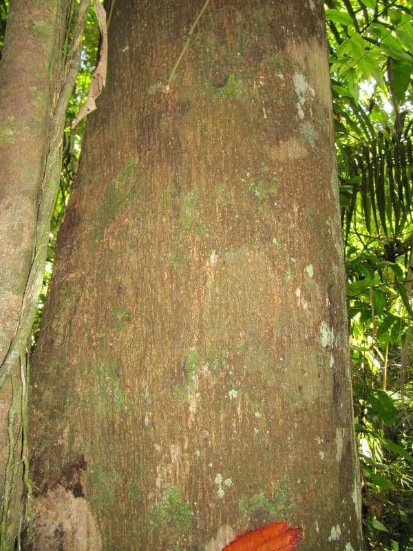 Surinam-Baum 4