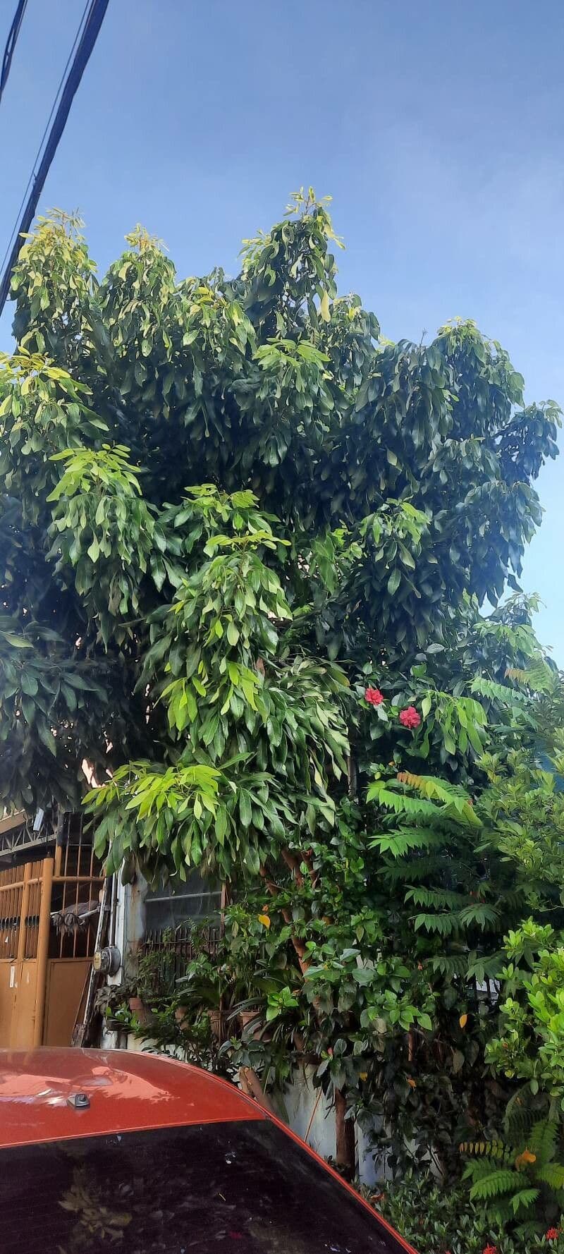 Saraca indica 15