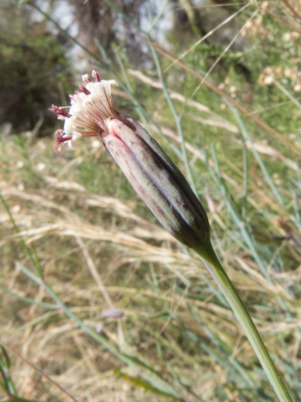 Porophyllum 4