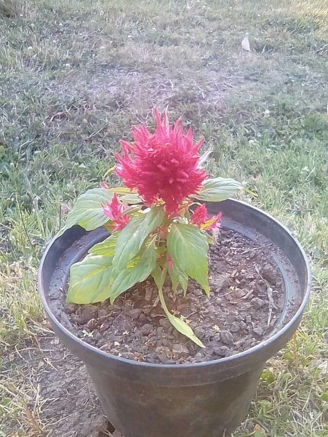 Celosia argentea 13