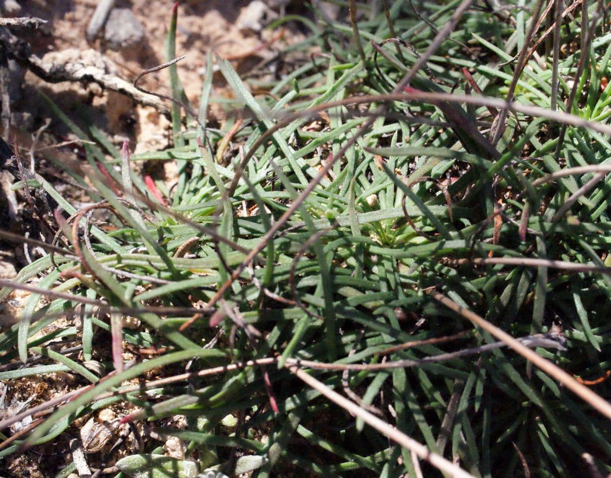 Armeria 22