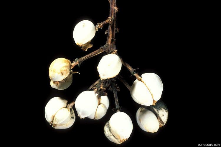 Candleberry-tree 10