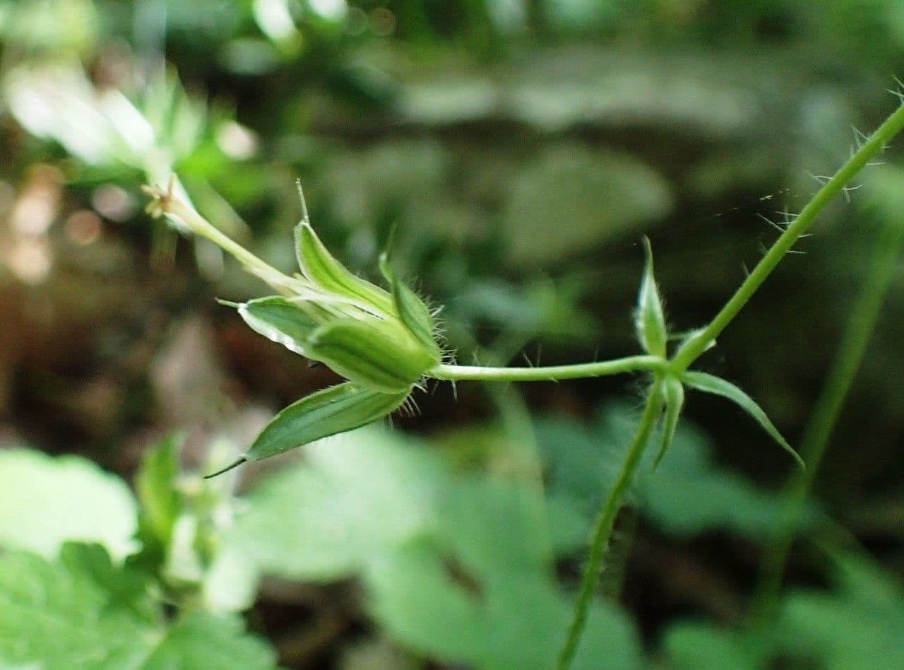 Bocianik 3