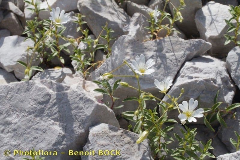 Cerastio 6