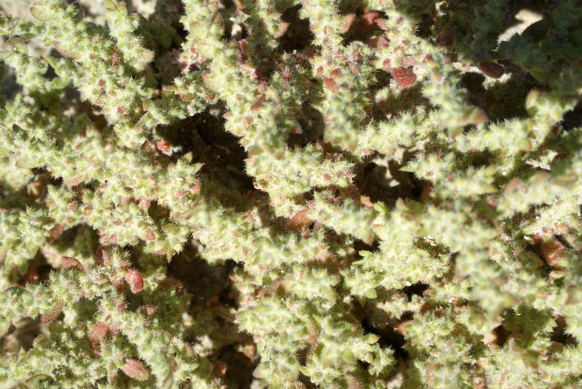 Herniaria hirsuta 19