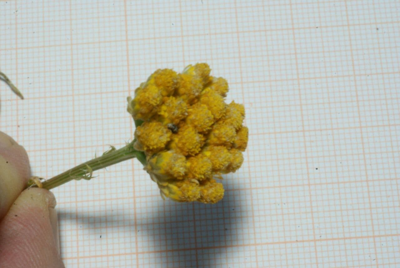 Lonas annua 3