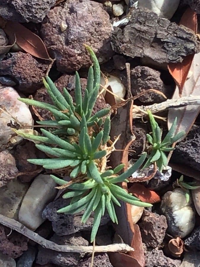 Phemeranthus