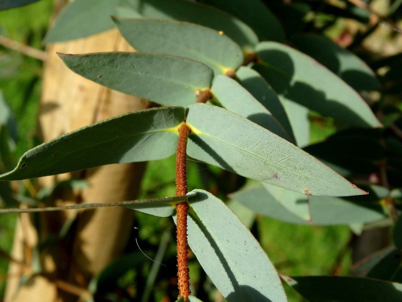 Wachs-Eukalyptus 5