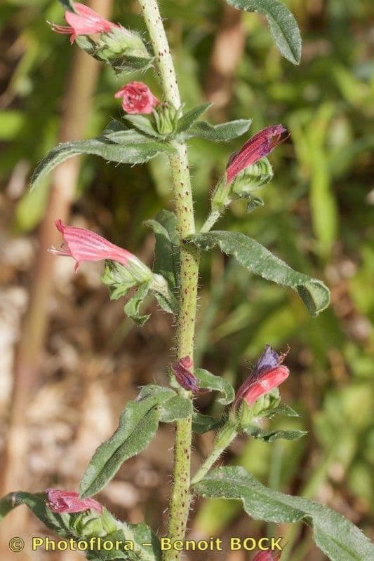 Echium rosulatum 20