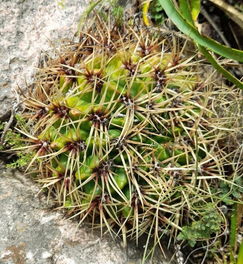 Cactus del mento 7