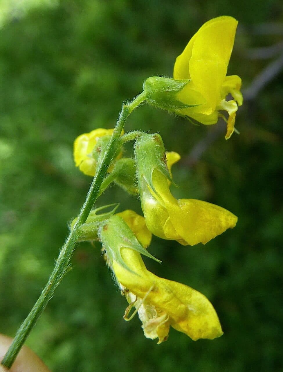 Wiesen-Platterbse 9