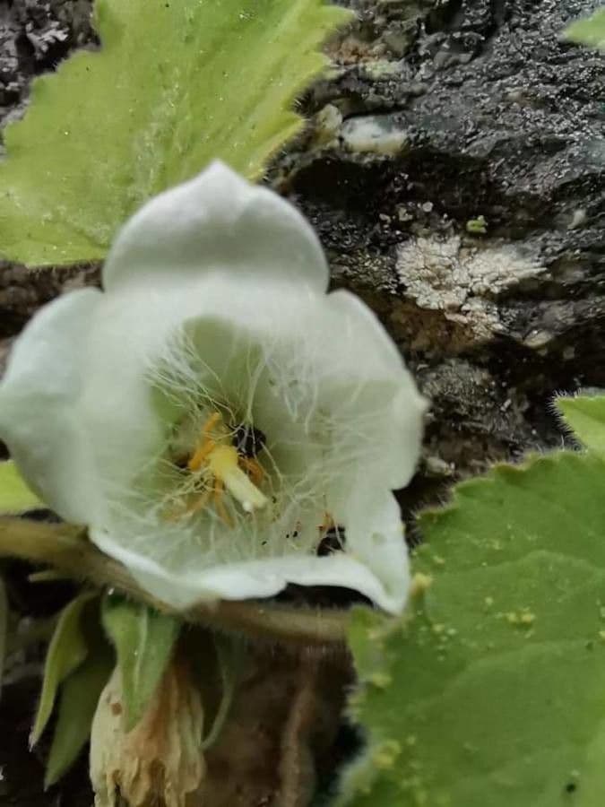 Campanula lanata