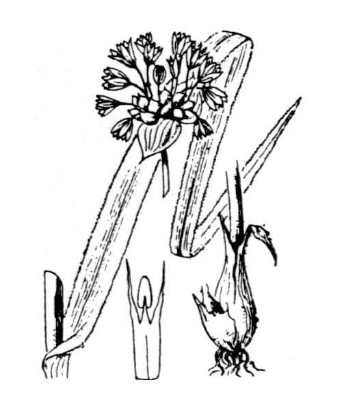 Aglio romano 28