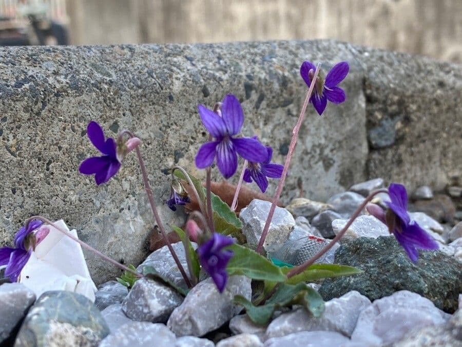 Viola inconspicua