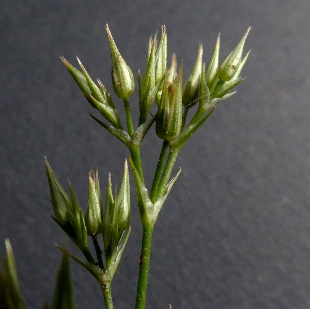 Minuartia mucronata 5