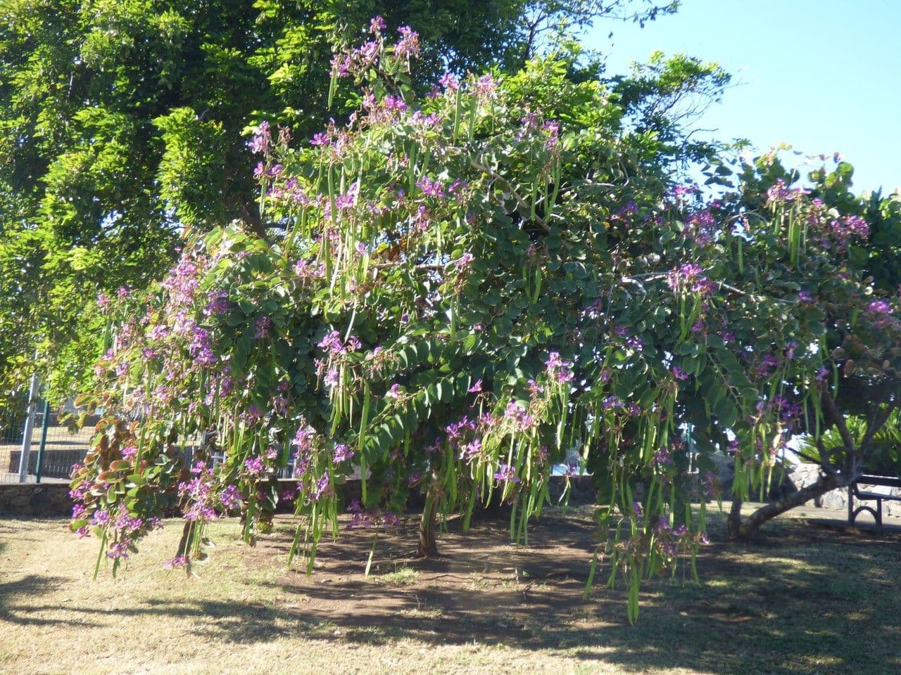 Bauhinia purpurea 15