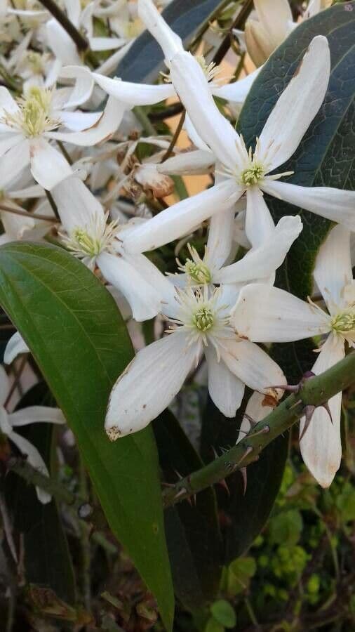 Clematis di Armand 7