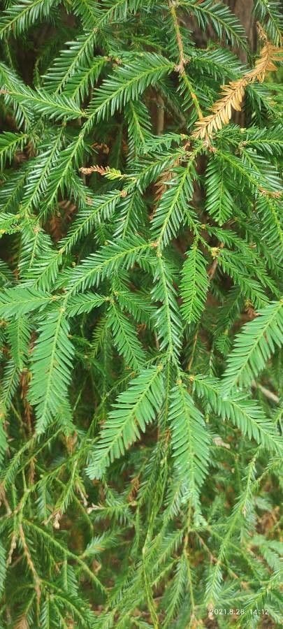 Sequoia sempreverde 17