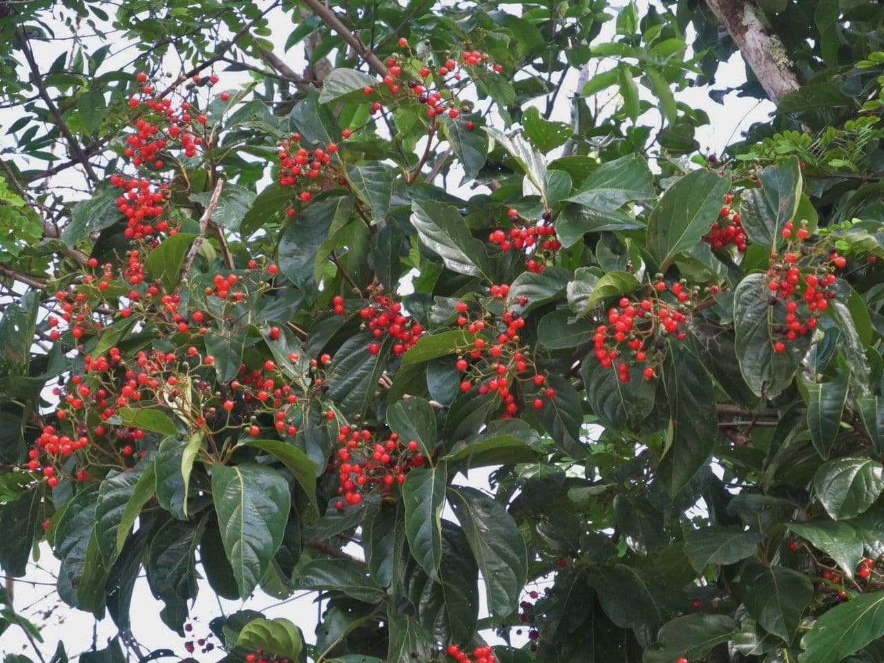 Cordia 9
