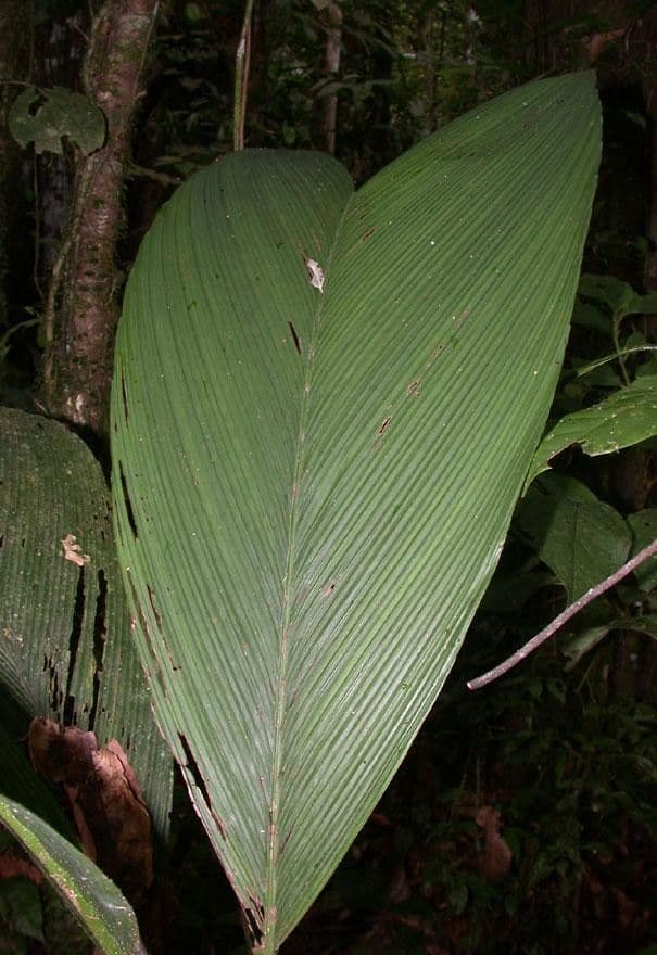 Chamaedorea 9