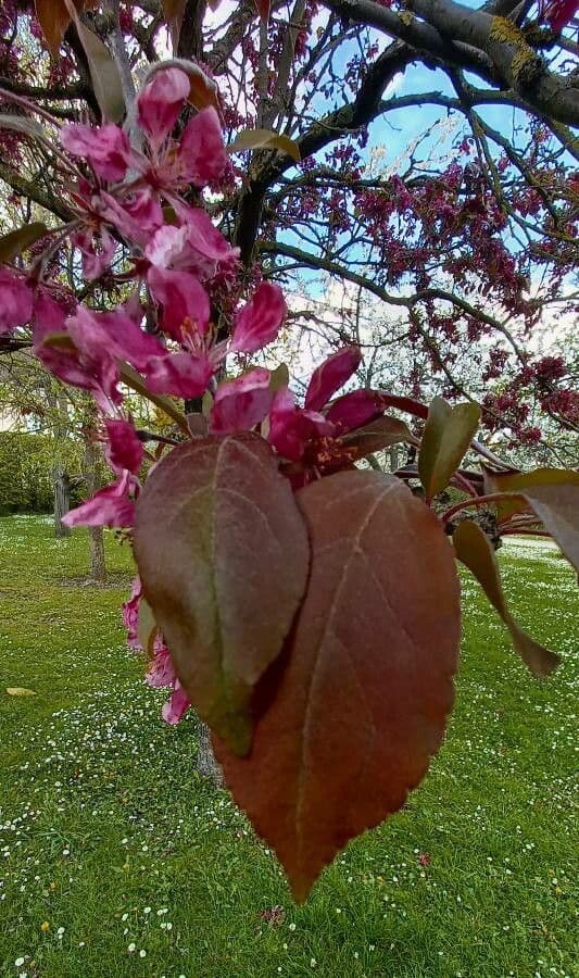 Melo da fiore del Giappone 19