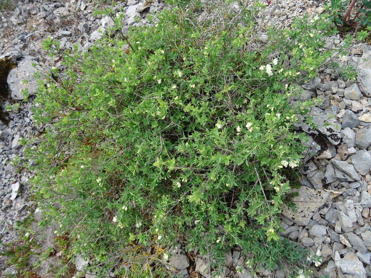 Caprifoglio pirenaico 15