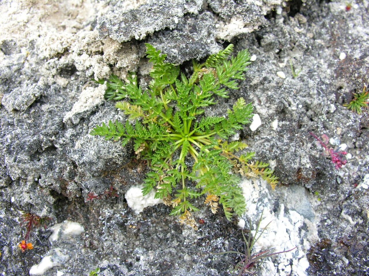 Cortiella 7