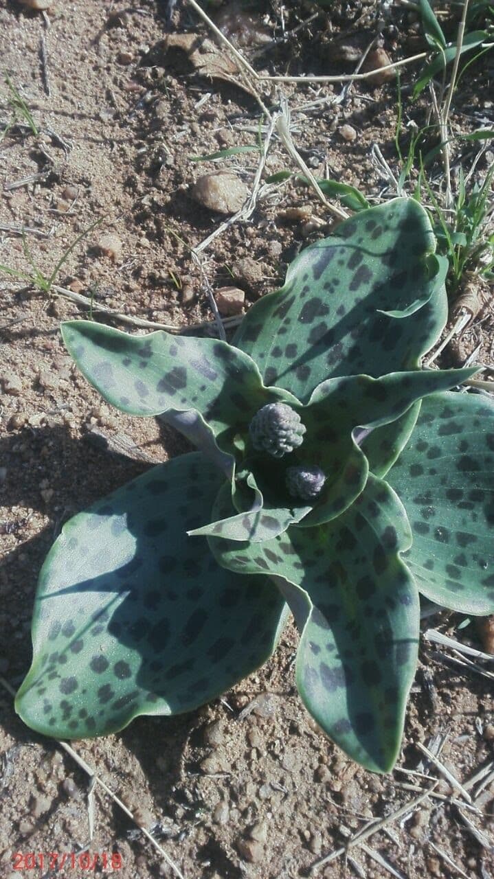 Ledebouria 16