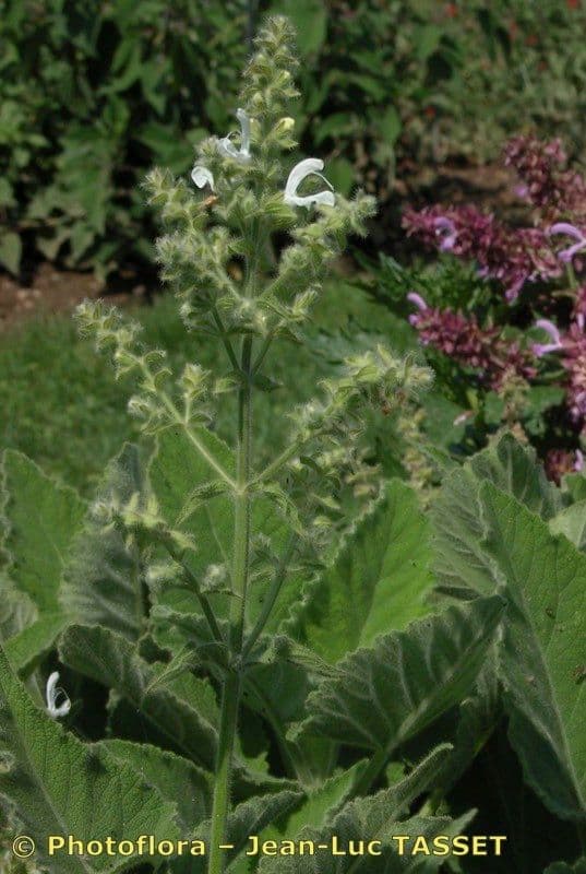 Salvia 3