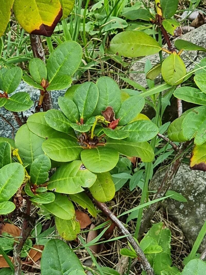 Rododendro dorato 14