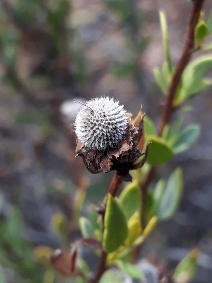 Kulnik alypum 5