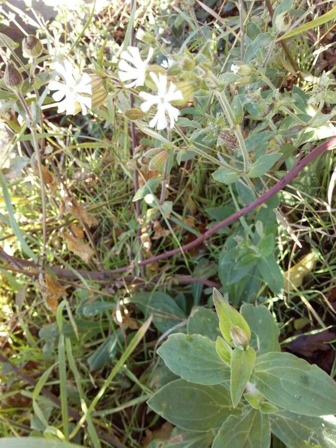 Silene bianca 13