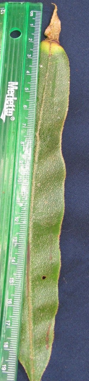 Elaphoglossum 2