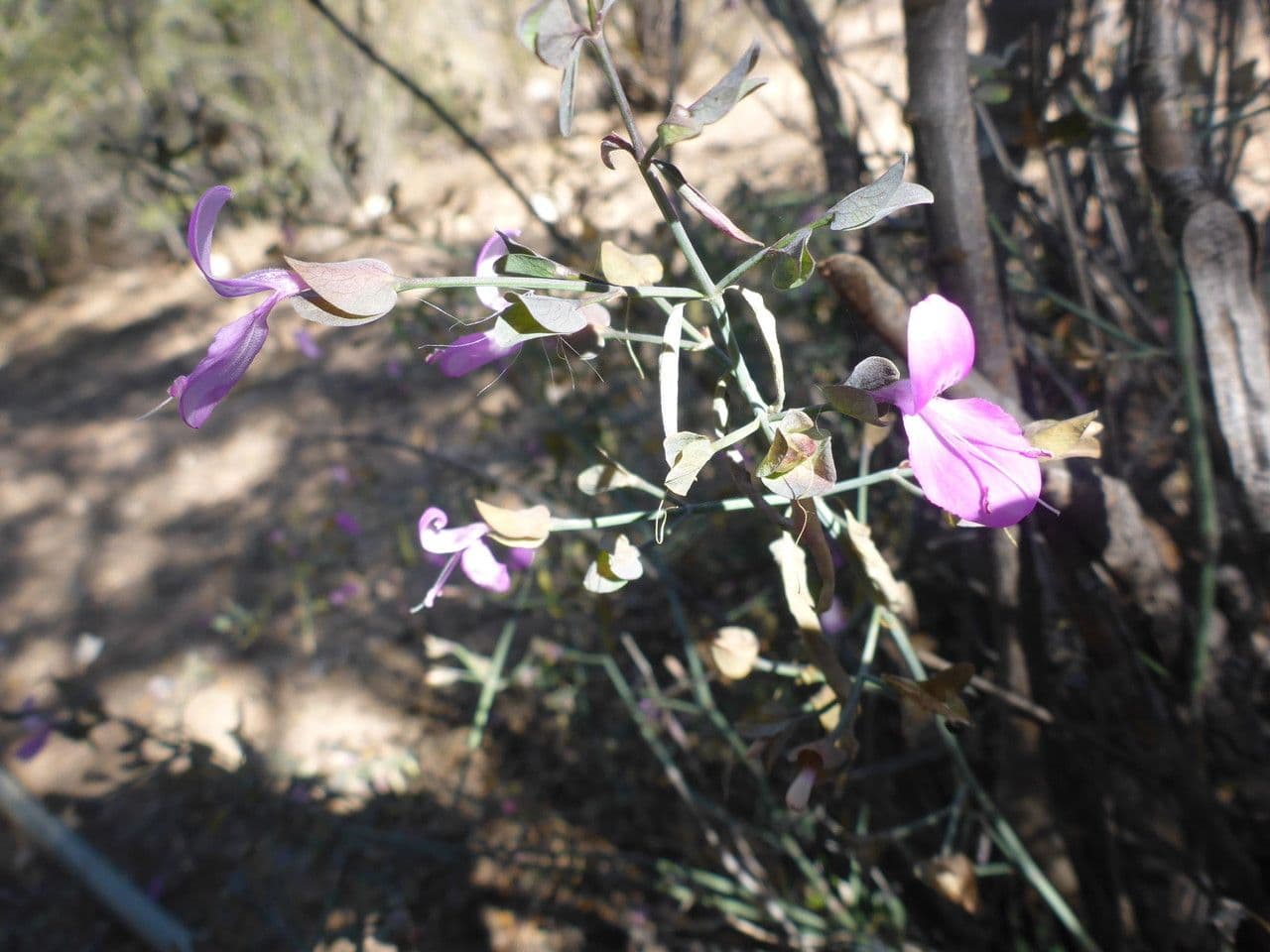 Dicliptera resupinata 8