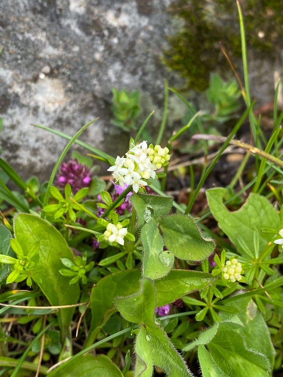 Harzer Labkraut 15