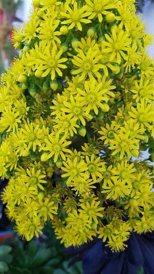 Aeonium ondulato 3